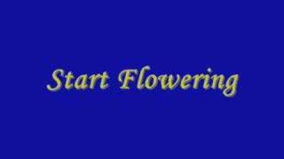 Video thumbnail of "Soichiro Hoshi - Start Flowering"