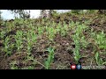 Siembra CHÍCHAROS o ARVEJAS con doble propósito. Vivir En El Campo