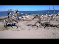 Lido di Volano, Comacchio - Sculture in Legno