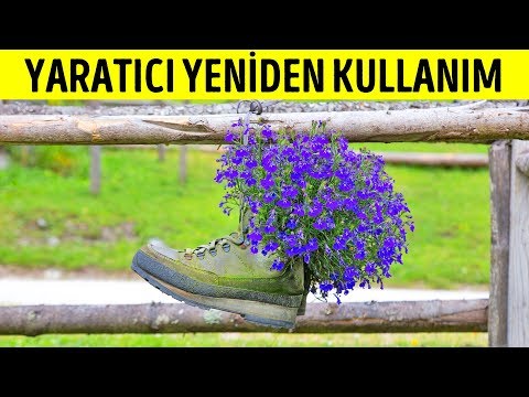 Video: Aster Yıllık Herhangi Bir Bahçeyi Süsleyecek