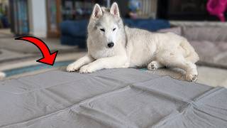 I Tested These Leakproof Dog Pads!  Here is the Truth screenshot 5