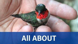 Ruby Throated Hummingbird (All about the R. T. Hummingbird)