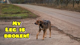 Stray Dog with Broken Paw Made 1700 km to become Happy and Loved