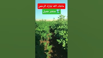 ماشاء الله تبارك الرحمن تلاوه خاشعه
