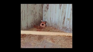 Zebra Finches |Setup| Colony_Breeding Pair