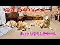 ゴールデンレトリーバー兄妹に抗議される飼主