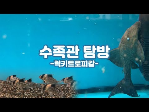 코리 플레코 디스커스 전문 럭키트로피칼 방문 | 수족관 탐방 #7