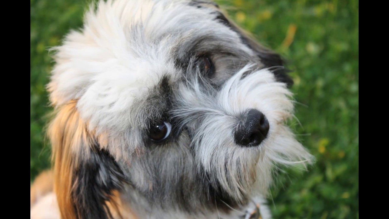 House Train your Havanese Puppy***FREE Course***AWESOME**** YouTube