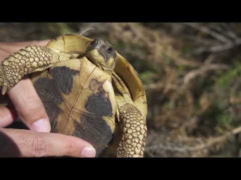 Vídeo: Les tortugues d'aigua poden menjar menjar per a gossos?