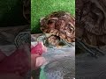 red eared sliders