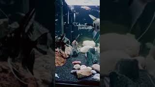 Karma akvaryum Melek balığı, lepistes, neon, zebra ve vatos