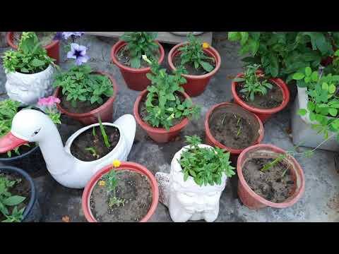 Video: Zdobení Zahrady: Ampelous Rostliny