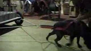 Fortissima's Rocko Weight Pulling Cane Corso