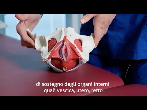 Pavimento Pelvico: cos&rsquo;è, disfunzioni e trattamenti per la riabilitazione