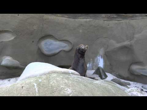 Sea Lion Scares