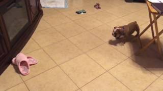 English Bulldog Puppy Scared of Sandal