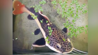 FEEDING MY RED TAIL CATFISH | KING OF THE AMAZON