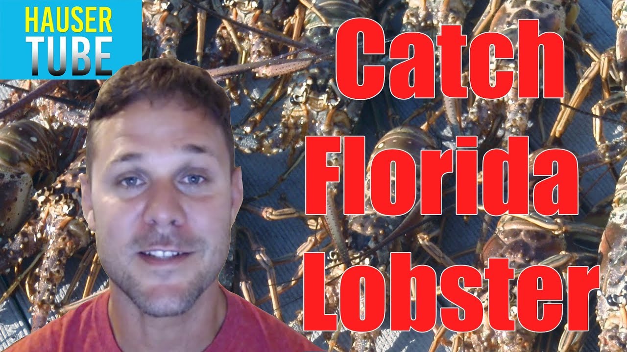 How to Catch Florida Lobster YouTube