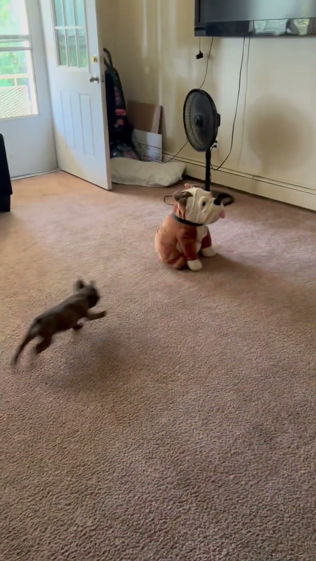 Puppy TKO || ViralHog
