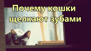 Почему кошки щелкают зубами