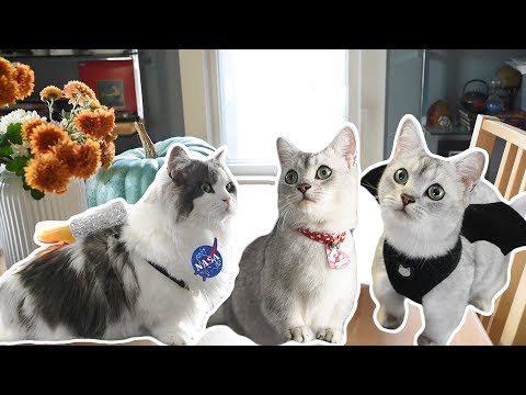 4 DIY Halloween Costumes for CATS!