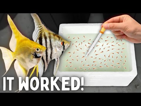 BREEDING Angelfish - Over 300 Fry!