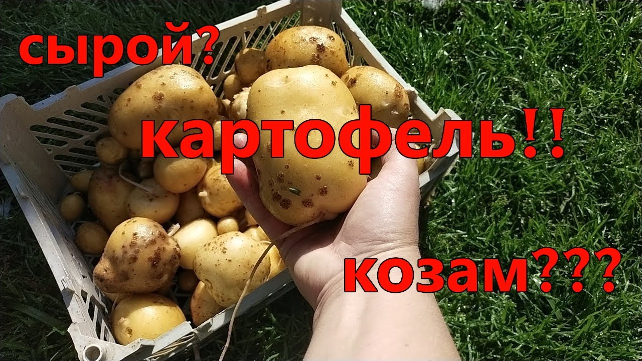 Можно козам картошку