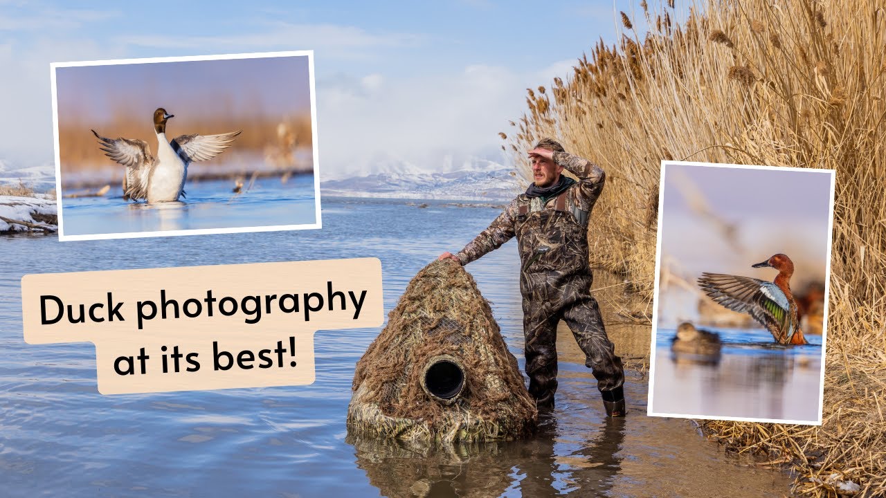 Duck Photography from my homemade blind. Northern Pintails, Cinnamon Teal, Green-winged Teal & more!