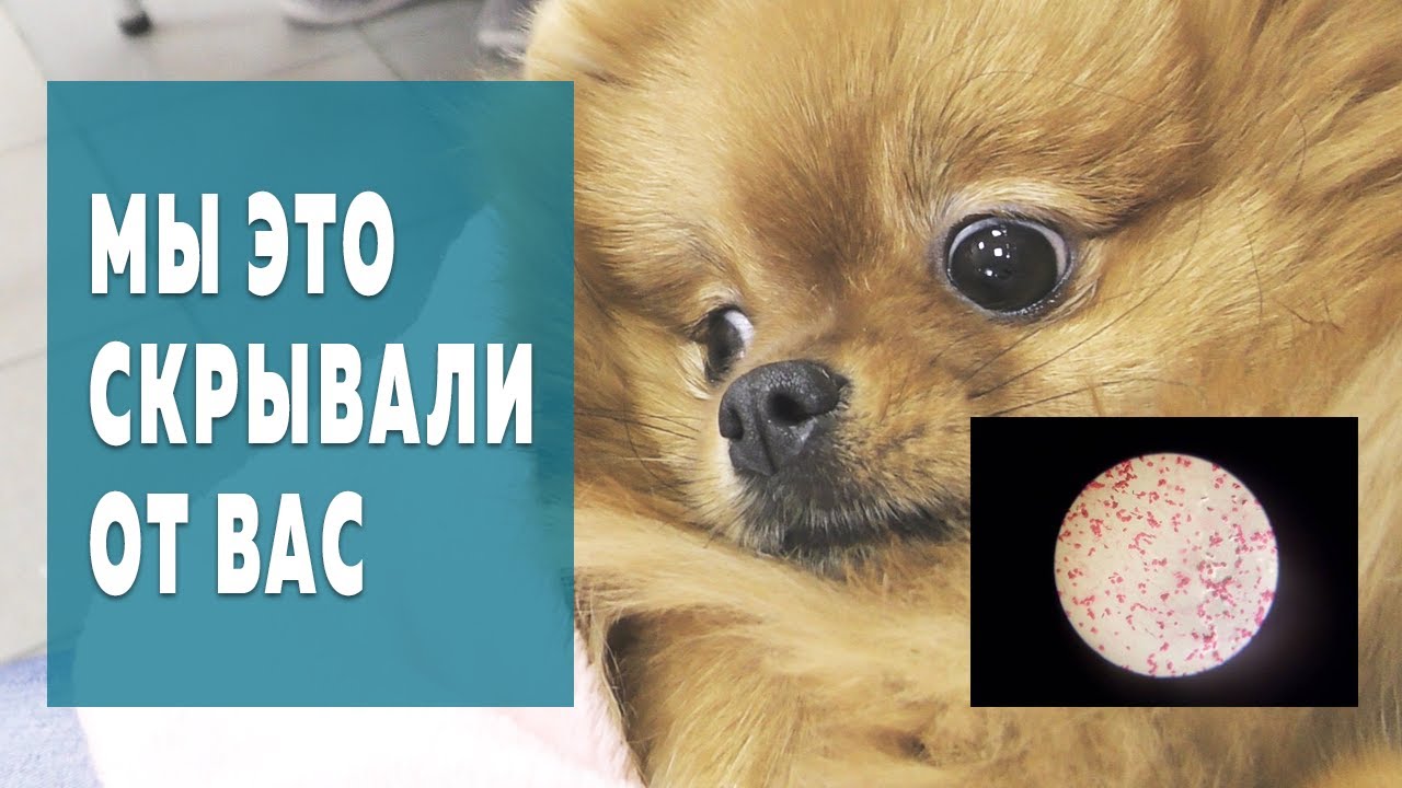 Раскрываем тайну. Внезапная течка и первая вязка шпица Бэллы. Мазок ...