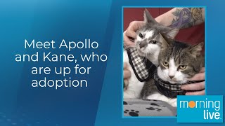 Meet Apollo and Kane, who are up for adoption