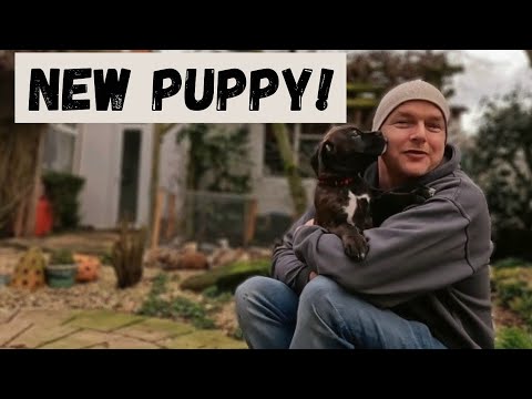 Our New Puppy | Boxer Puppy first Day at Home - YouTube
