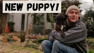Our New Puppy | Boxer Puppy first Day at Home