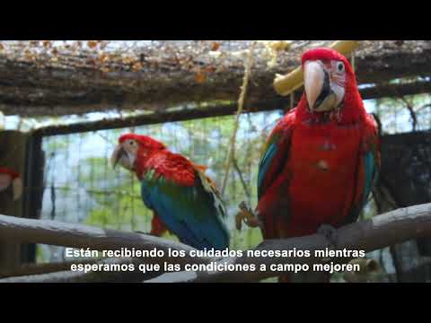 INCENDIOS EN EL PARQUE IBERÁ: PORTAL CAMBYRETÁ