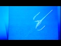 Flagella