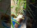y kahi bhi sojata h🥱😴😴 #cat #cute #catvideo #kitten #pets
