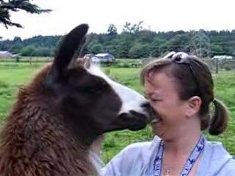 Deanna and the Llama II