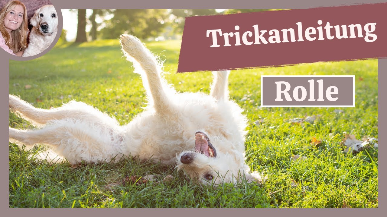 Wie Du Deinem Hund ROLLE beibringst | Trickdogging | Hundetricks - YouTube