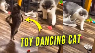 Cat Dances Over Her Toy as Another Cat Casually Plays With Its Toy