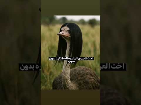 عزاهه اكسبلور اشتࢪاڪ ضحك ورك لايك لايڪ