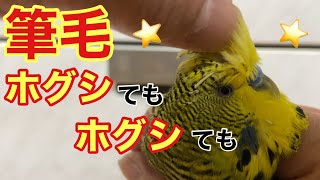 Parakeet] Whether you remove the pinfeather or not