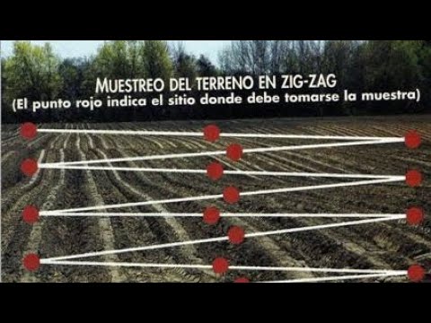 Tecnica de muestreo de Nematodos Tipo Zig-Zag Y plato sopero - Fabian Barrera Y maria jose Sánchez