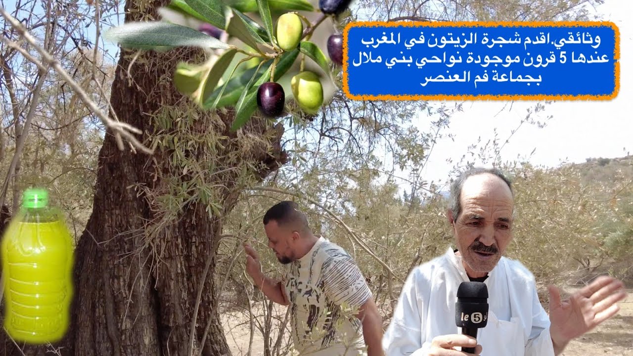 وثائقي.اقدم شجرة الزيتون في المغرب عندها 5 قرون موجودة نواحي بني ملال بجماعة فم العنصر