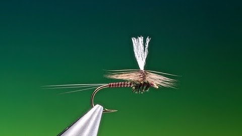 Fly Tying a Sepia Para Dun with Barry Ord Clarke