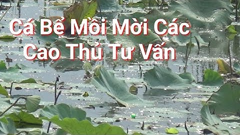 câu cá lóc đầm sen lạc vào động cá hơn 10 bầy ròng ròng | cha già vlogs