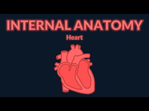 Heart - Internal anatomy