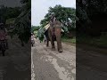 🕉 Ganesh ji #viralshort #1million #shorts #tour #ayodhya #ganeshchaturthi #jaishreeram #elephant