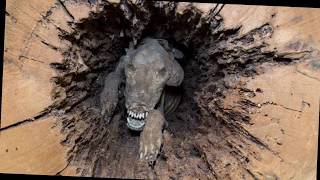 Stuckie The Mummified Dog Found inside a Tree Trunk 20 Years