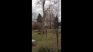 Close Call! Driver Narrowly Avoids Giant Tree Crashing Down