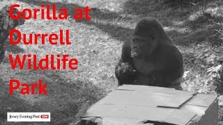 Gorilla At Durrell Wildlife Park
