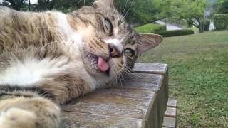 いつもベロを出しているキジ猫ちゃん。モフモフしたら喜んでゴロンゴロン